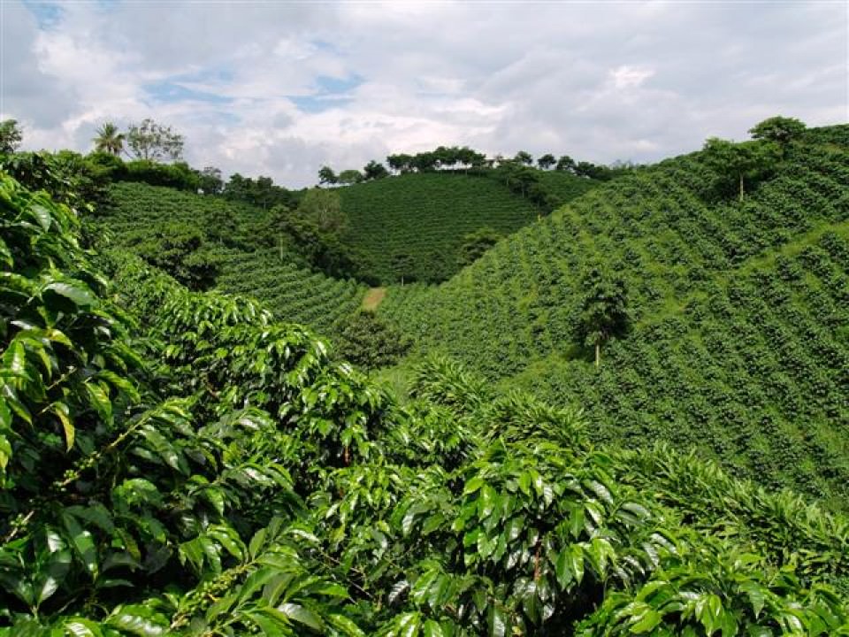 Cafetal Tradicional Parque Del Caf